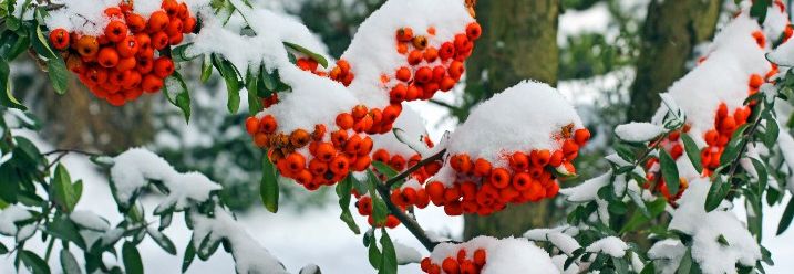 Rote Teppichbeere bedeckt mit Schnee